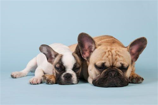 腊肠犬该怎么喂养