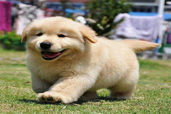 英国可卡犬该怎么喂养