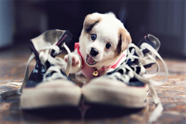 刚毛指示格里芬犬的饲养要点有哪些