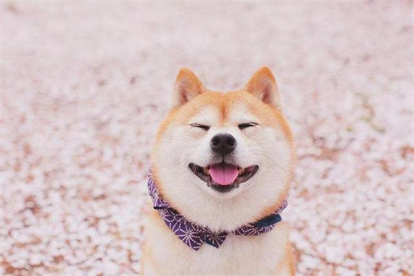 美国水猎犬如何训练