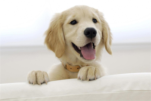 罗秦犬一天吃几顿