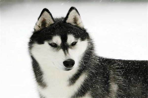 美国水猎犬怎么训练才听话