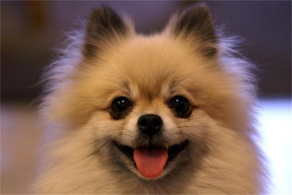 蝴蝶犬不能吃什么