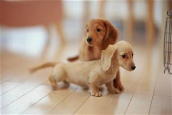 蝴蝶犬吃多了拉稀怎么办