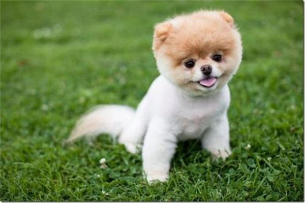 库瓦斯犬如何训练