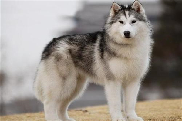 蝴蝶犬需要训练什么